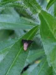 Eutreta noveboracensis