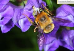 Anthophora deserticola