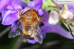 Anthophora deserticola