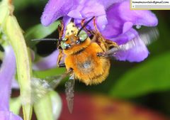 Anthophora deserticola