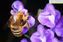 Anthophora deserticola