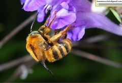 Anthophora deserticola