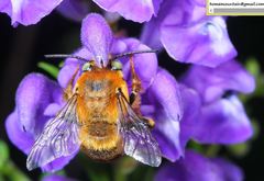 Anthophora deserticola