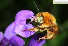 Anthophora deserticola