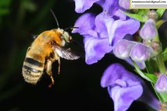 Anthophora deserticola