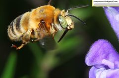 Anthophora deserticola