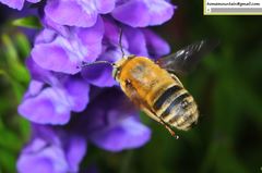 Anthophora deserticola