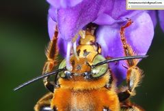 Anthophora deserticola