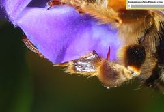 Anthophora deserticola