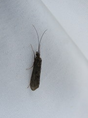 Rhyacophiloidea