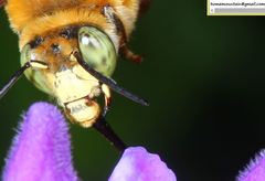 Anthophora deserticola