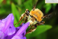 Anthophora deserticola