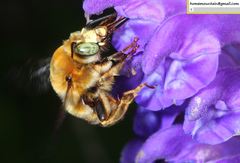 Anthophora deserticola