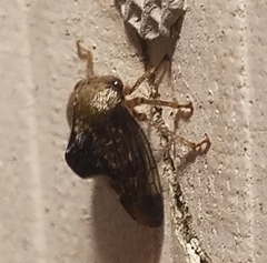 Telamona decorata