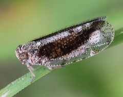 Tachycixius pilosus