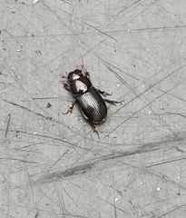 Labarrus cincticulus