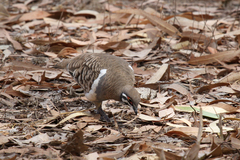 Geophaps scripta