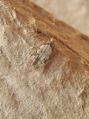 Taygete attributella