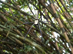 Nephila pilipes