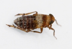 Conomelus anceps