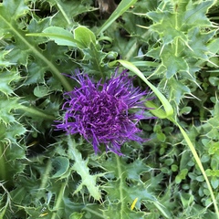 Cirsium acaule