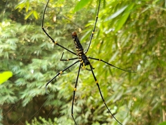 Nephila pilipes