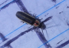 Photinus sabulosus