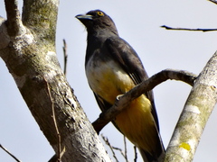 Trogon citreolus