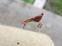 Galasa nigrinodis