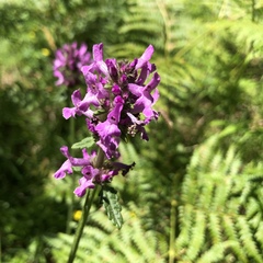 Betonica hirsuta