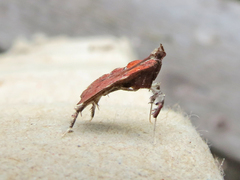 Galasa nigrinodis