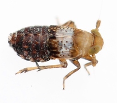 Conomelus
