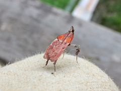 Galasa nigrinodis