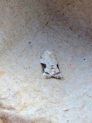 Acleris subnivana
