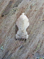 Acleris subnivana
