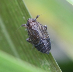 Delphacodes venosus