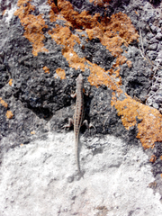 Ophisops