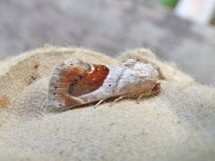 Tarache terminimaculata