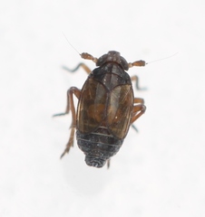 Delphacodes venosus