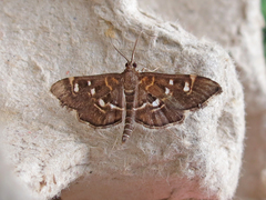 Diathrausta harlequinalis