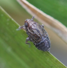 Delphacodes venosus
