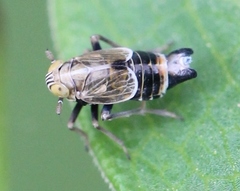 Dicranotropis hamata