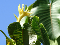 Hura polyandra