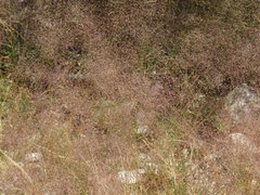 Agrostis nebulosa