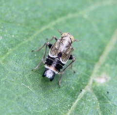 Dicranotropis hamata