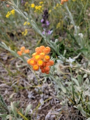 Helichrysum graveolens