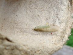 Nectopsyche exquisita