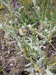 Helichrysum graveolens