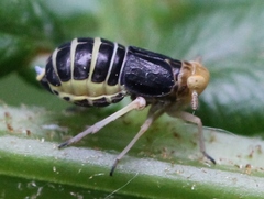 Ditropis pteridis