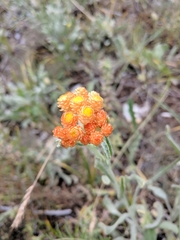 Helichrysum graveolens